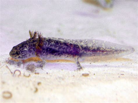 Do Lavender Axolotls Exist Rankiing Wiki Facts Films Séries