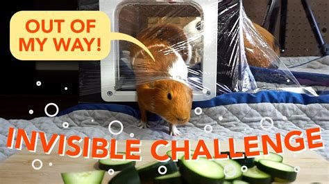 Has been added to your cart. My Guinea Pigs React to the Invisible Challenge ...