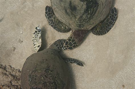 How Many Male Sea Turtles Is Enough Noaa Fisheries