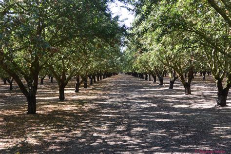 Almond Orchard Rows Abby Langer