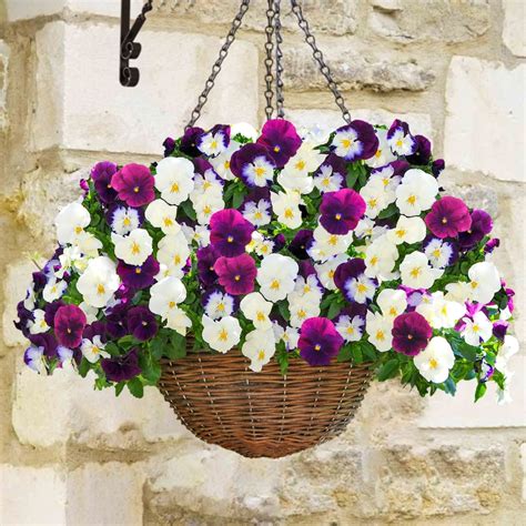 Pansy Cool Wave Berries And Cream Mix Speed Planters Free Uk Delivery