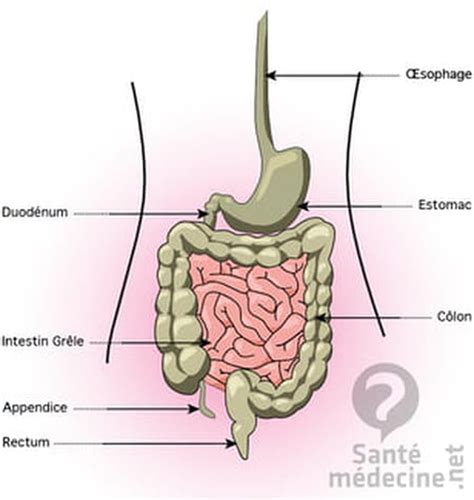 Le « mal de ventre », appelé « douleur abdominale aiguë » par les médecins, est fréquent chez l'adulte et a gauche de l'ombilic, c'est le « flanc gauche » : Anatomie du ventre : zoom sur les organes de l'abdomen