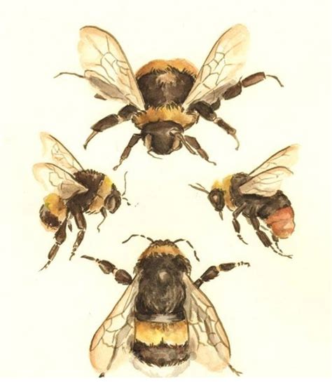 Bee Mused 14 Bee Illustration Bee Art Bee Drawing