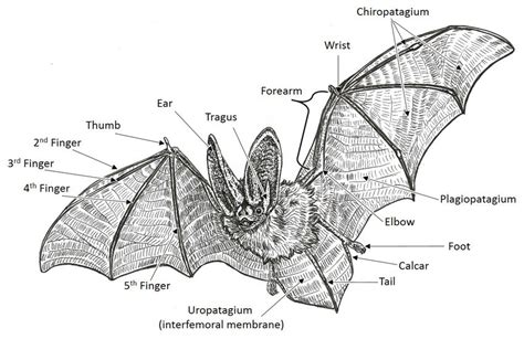 Scientific Bat Drawing