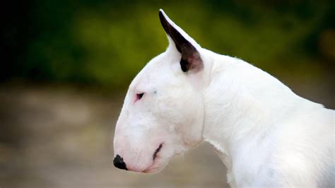 Breed-related disease: Bull Terrier - Bioguard