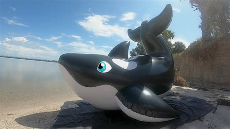 Inflatable Orca Whale Ride On From Horseplay Toys Inflation Youtube