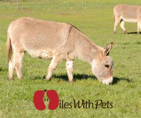 Facts To Know About Miniature Donkeys Before Owning One Miles With Pets