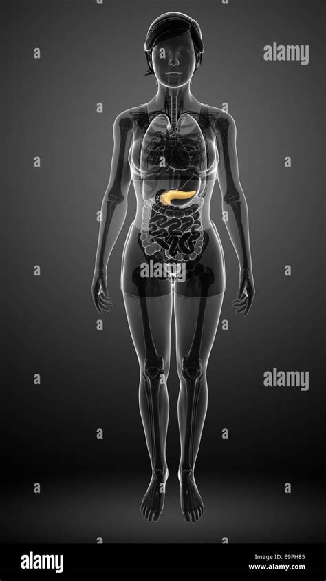 Illustration Of Female Pancreas Anatomy Stock Photo Alamy