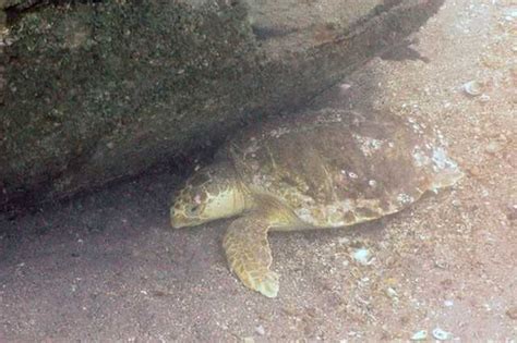 St Lucie County Artificial Reef Program Update January 2016 Coastal