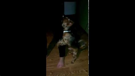 My Stupid Cutie Dog Humps Wife´s Leg Youtube