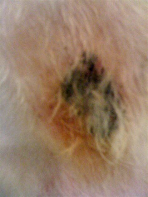 My Dog Golden Doodle Five Years Old Has A Raised Black Scab Like