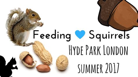Feeding Squirrels ♥ Hyde Park London Summer 2017 Youtube