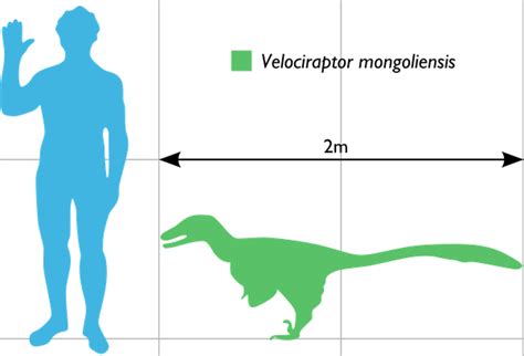 Velociraptor Size