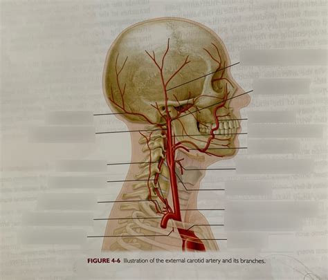 External Carotid Artery And Branches Diagram Quizlet