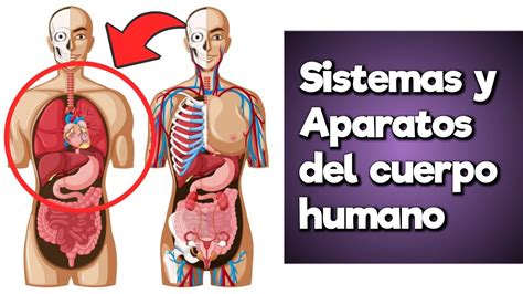 Órganos y Funciones de los SISTEMAS Y APARATOS del Cuerpo Humano YouTube