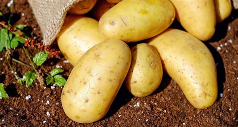 De Beste Aardappels Komen Uit Groningen En Friesland Infoleek