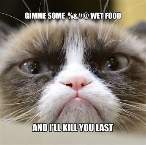 Grumpy Cat Makes Me Happy Funny Grumpy Cat Memes Cute Cat Memes