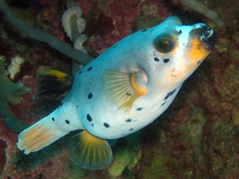 Pufferfish Cebu Philippines Alfonso González Flickr