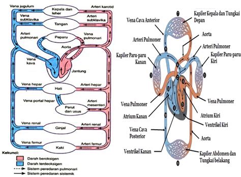 Jin yang masuk ke dalam pembuluh darah langsung menuju otak dan melalui otak, jin bisa mempengaruhi bagian mana saja karena memang dia sudah menguasai otak. SISTEM PEREDARAN DARAH MANUSIA ~ Science &Technology