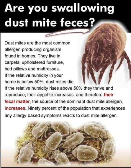 Dust Mites Are The Most Common Allergen In Climates Of 50 Humidity