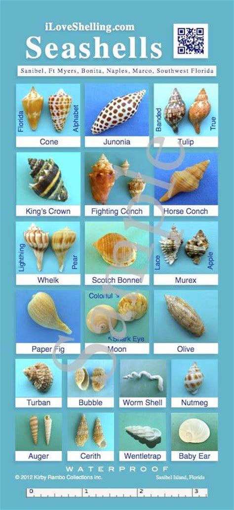 1000 Images About Seashells On Pinterest