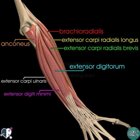 Musculos Del Antebrazo Musculos Del Antebrazo Region Anterior Primer Images