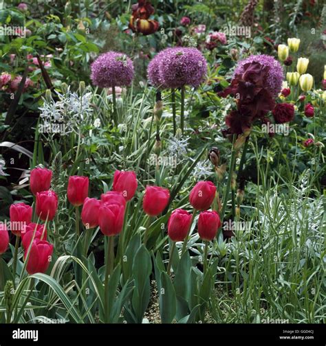 Bulb Garden In Late Spring With Tulips Camassias And Alliums