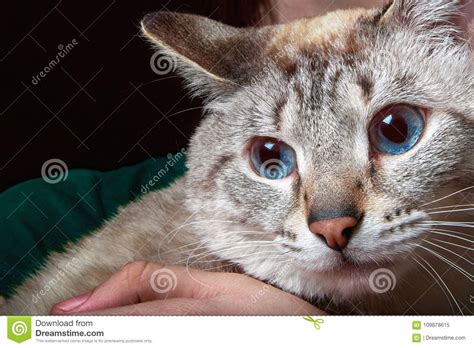 Portrait Siamese Cat With Blue Eyes Sitting On His Hands