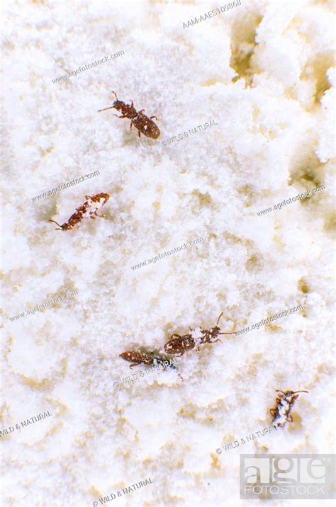 Grain Weevils In Flour Sitophilus Sp Stock Photo Picture And