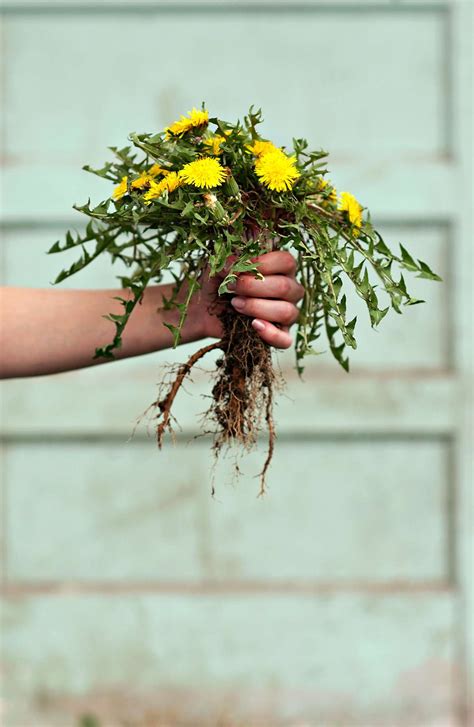 How To Organically Kill Weeds Without Harming Your Plants