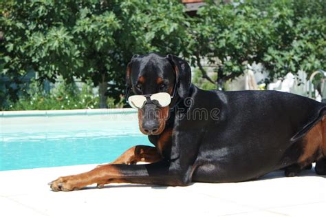 Du willst mehr über den dobermann hund wissen? Dobermann stockfoto. Bild von gras, hrlich, schwarzes ...