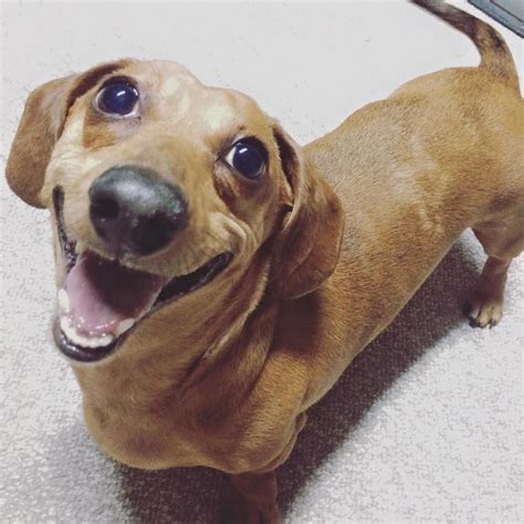 25 Funny Moments That Will Make You Love Dachshunds Dachshund Bonus