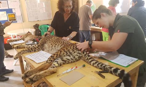 Veterinary Teamwork For The Cheetahs In Somaliland Cheetah