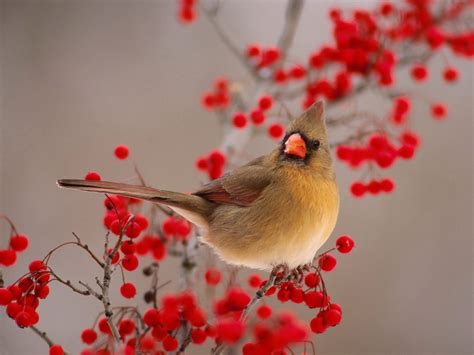 Female Cardinal Red Berries Winter Beautiful Birds Beautiful Bird