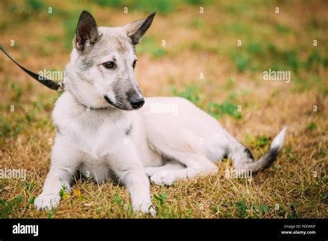 Single Beautiful Young Russian Laika Puppy Dog Sitting On Dry Grass