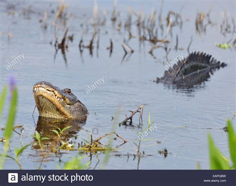 Bull Alligator High Resolution Stock Photography And Images Alamy