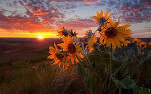 Flowers, Nature, Sunflowers, Evening, U2013, Nature, Sunsets, Hd