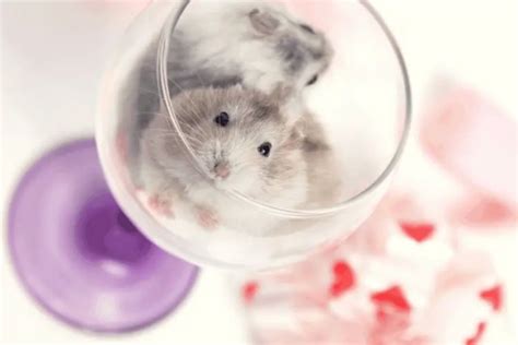 9 Amazing Hamster Facts You Never Knew That You Needed Rodent As Pet