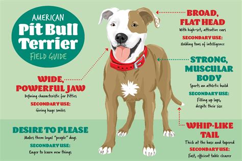 34 Characteristics Of A Pitbull Dog  My Dog Pitbull