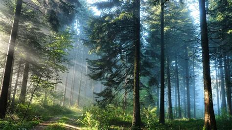 Trees Covered Forest With Fog Hd Forest Wallpapers Hd Wallpapers Id