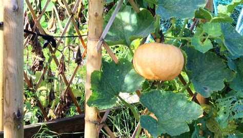 Growing Pumpkins In Raised Bed Kellogg Garden Organics