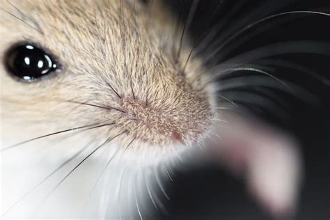 Mouse Nose Close Up Stock Photo Image Of Portrait 101330420