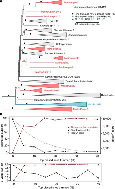 an early branching mitochondrial ancestor phylogenetic placement of the download scientific