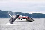 Alaskan Whale Cruise Images