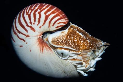 13 Of The Weirdest Deep Sea Creatures Readers Digest