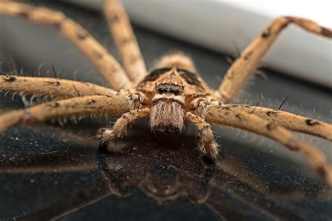 Twelve Spiders That May Be Lurking In Your Georgia Home Proactive