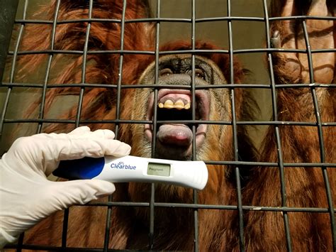 Greenville Zoo Prepares For First Orangutan Birth In 12 Years