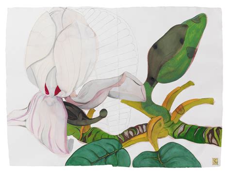 Sarah Graham Botanical Artist Paintings And Mostly 2 Dimensional Art