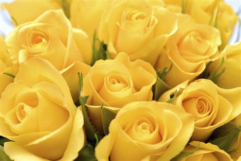 Images Of Yellow Roses