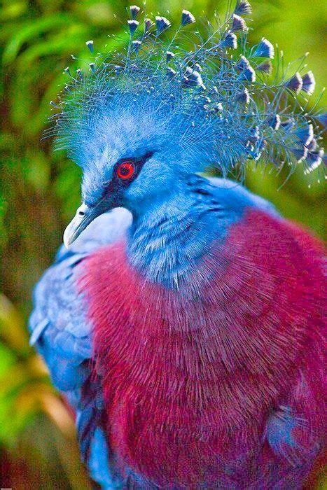 The Worlds Most Beautiful Birds Owlcation
